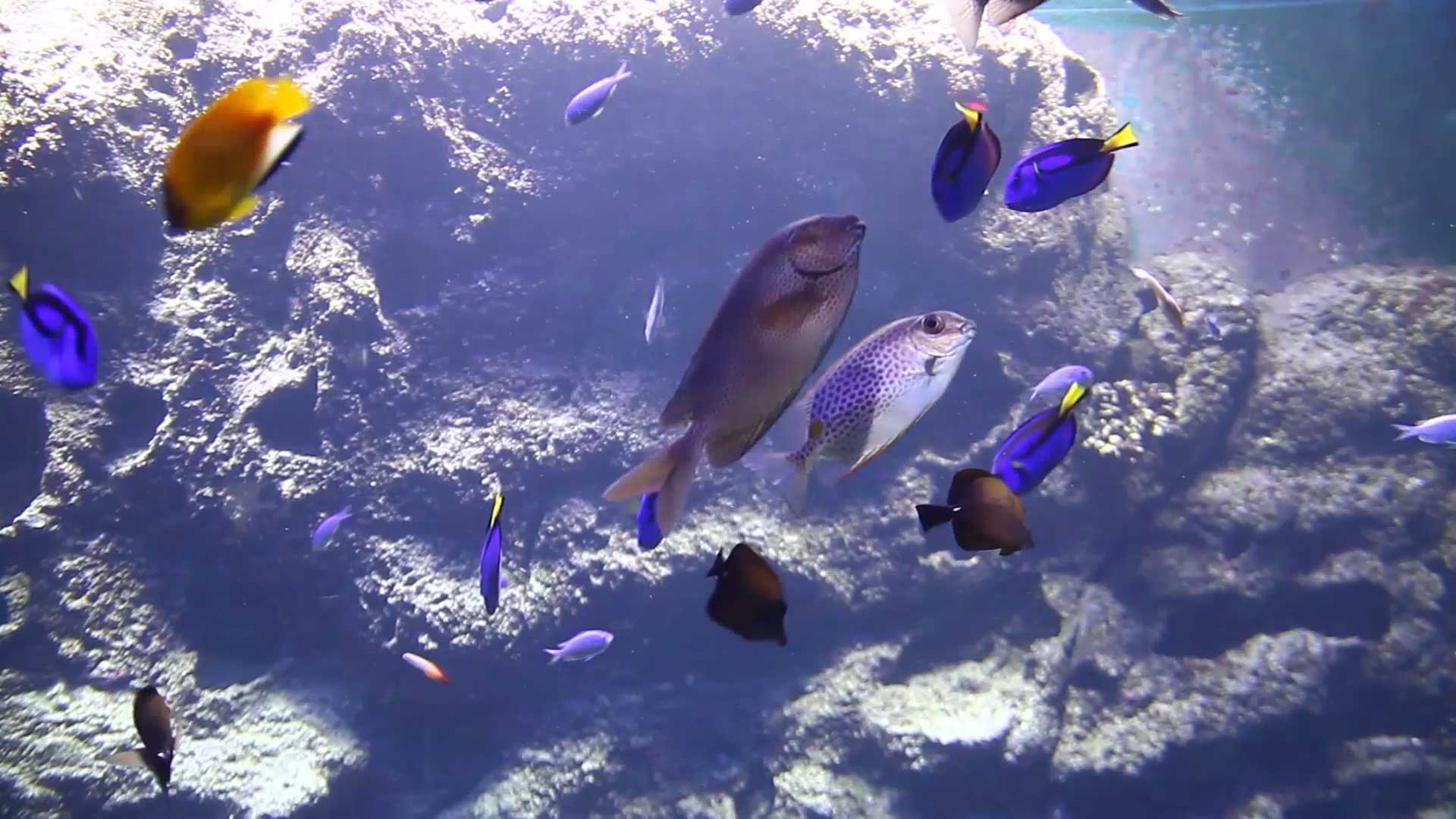 Unterwasserwelt im Südpazifik
