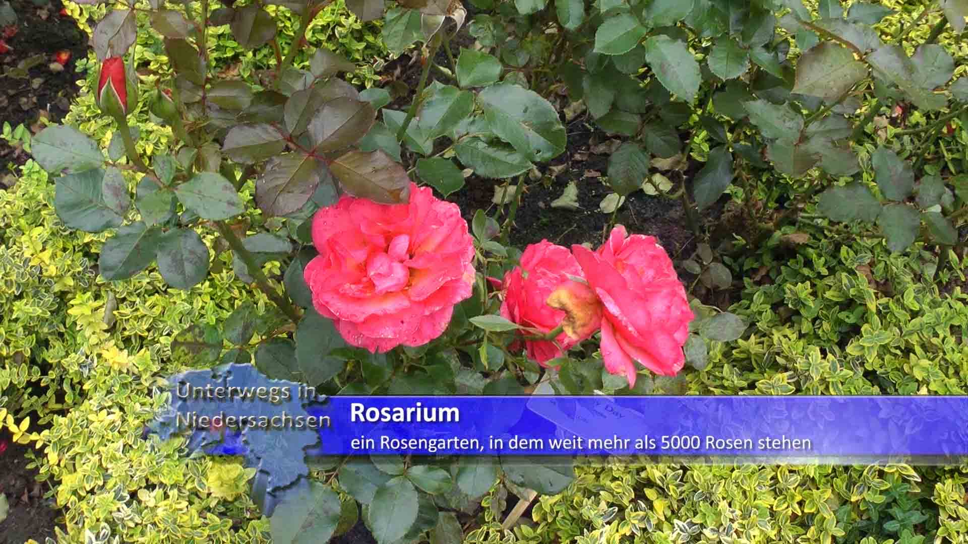 Rosengarten mit über 5000 Rosen
