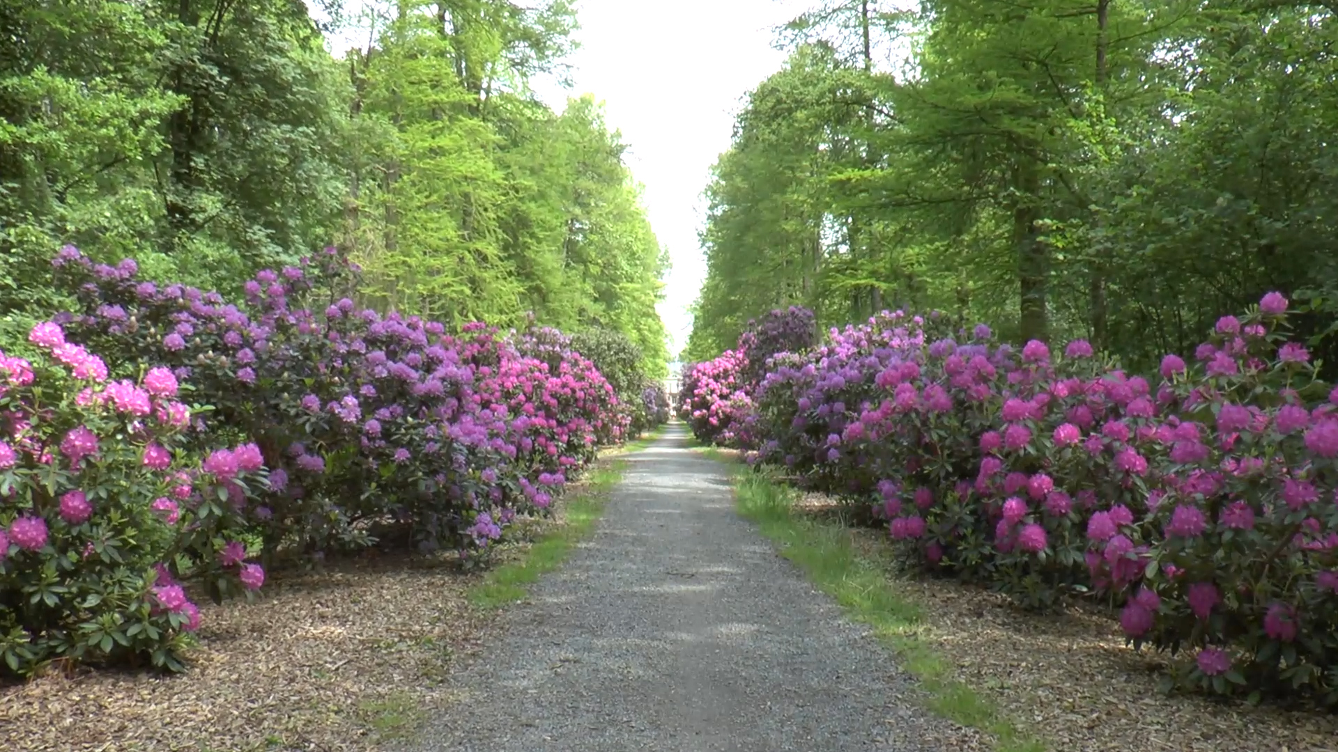 Rhododendron-Allee Hagenburg